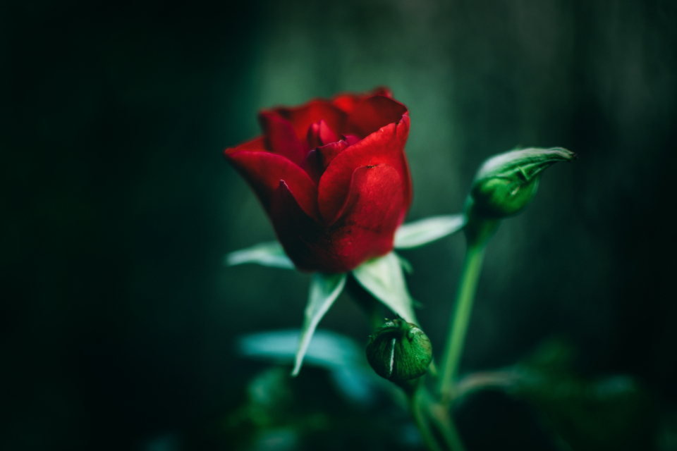 Single Red