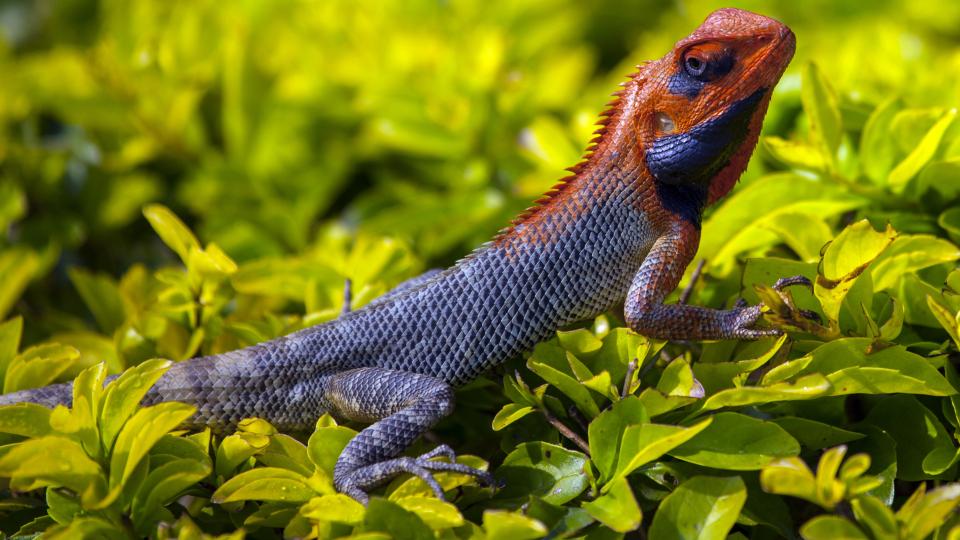 Animals Reptiles