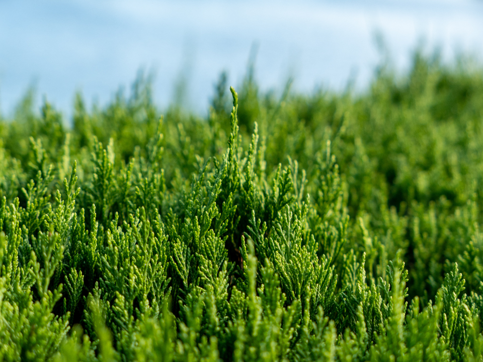 Leaf Grass