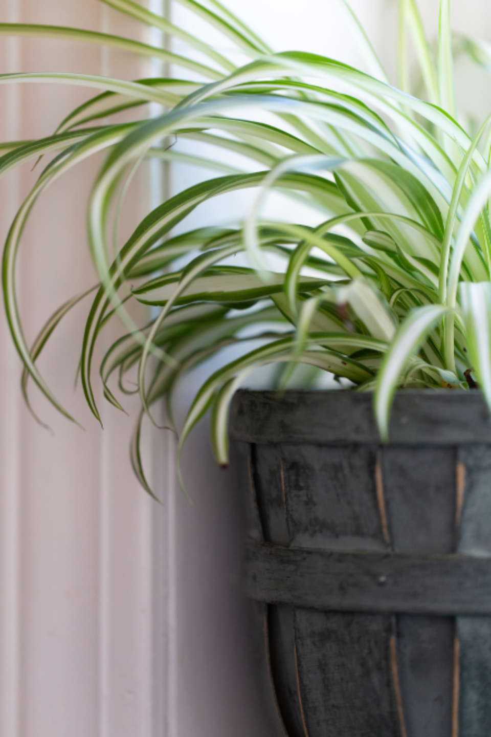 House Plant