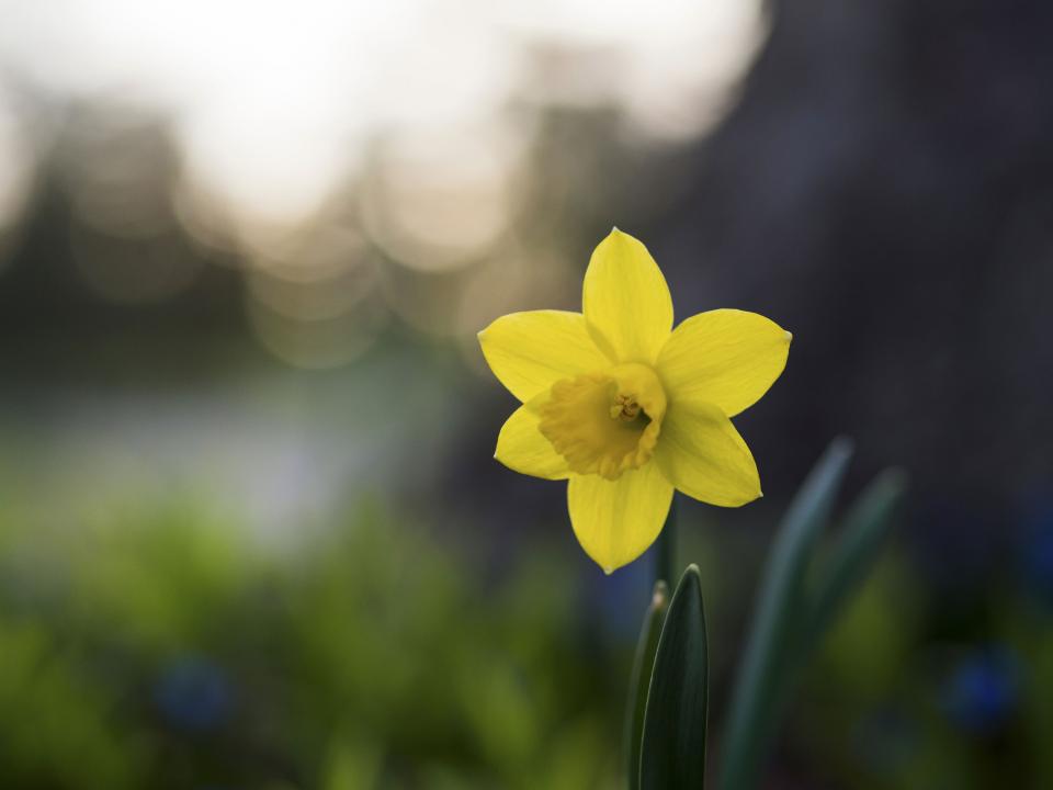 Flower Yellow