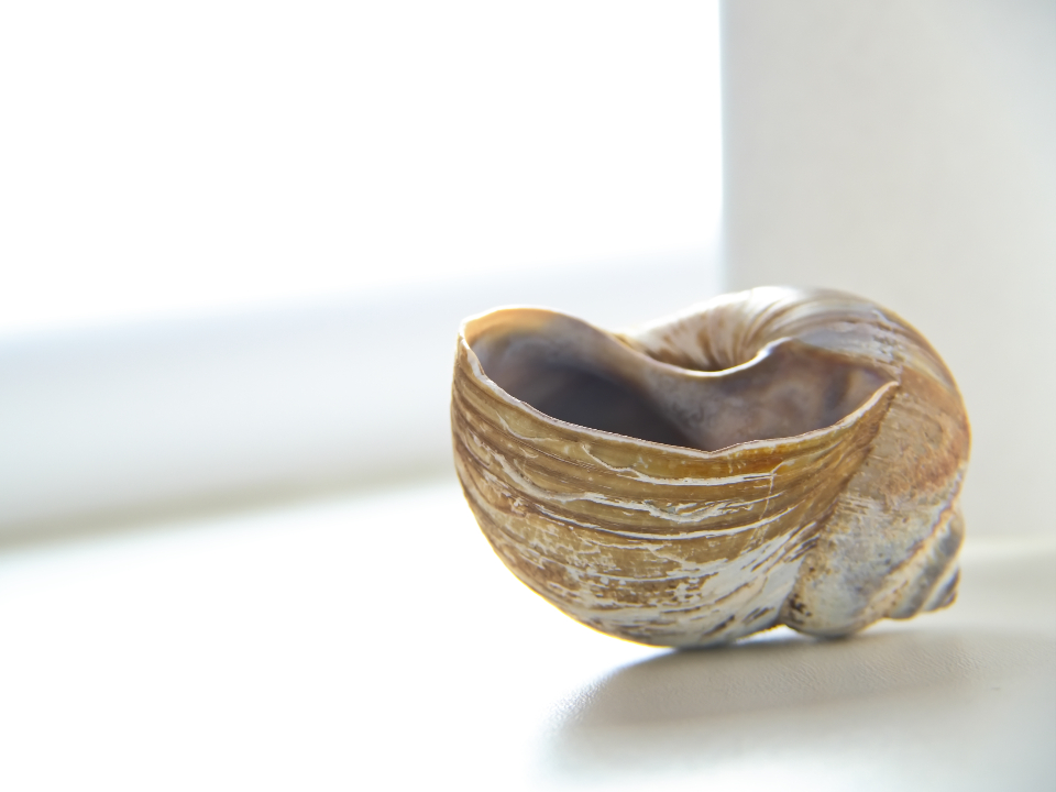 Snail Shell