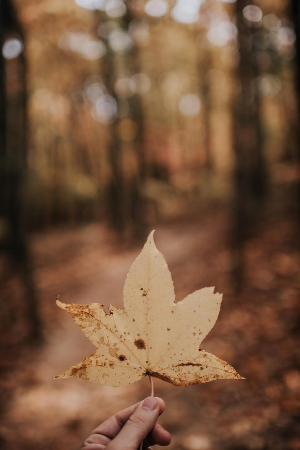 Leaf Fall