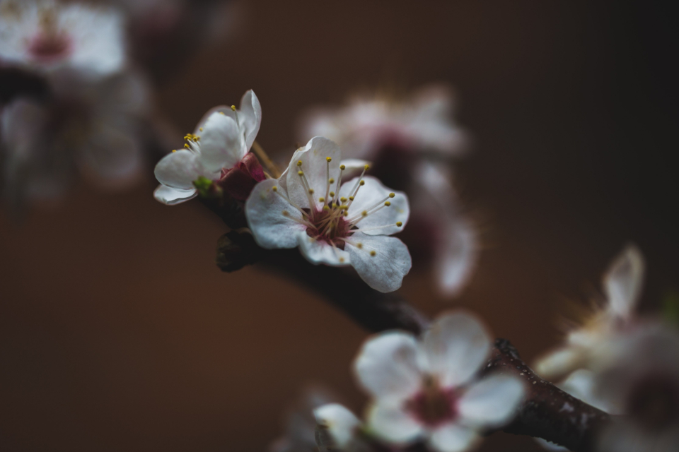 Dark Flower
