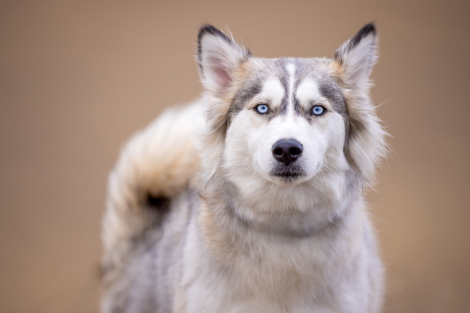 Husky Animal