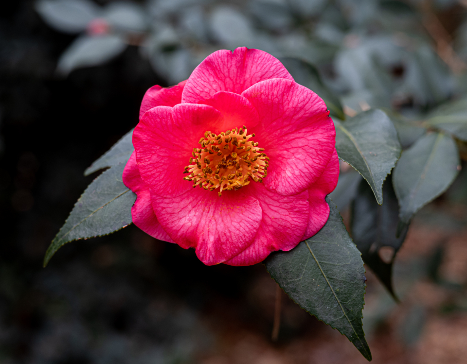 Flower Blossom