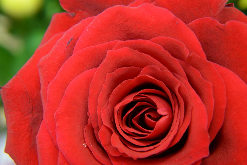 Plants Flower