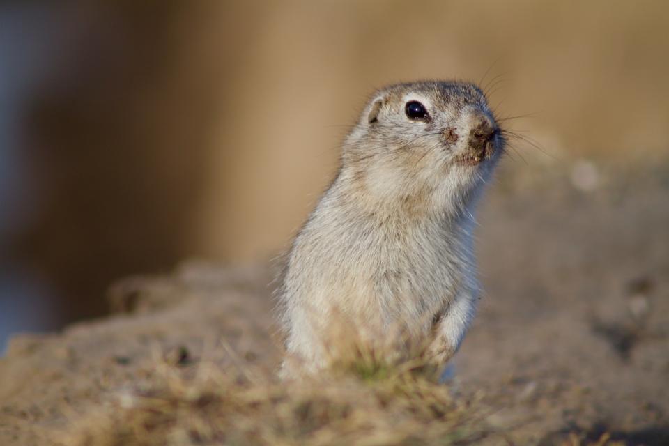 Prairie Dog Rodent