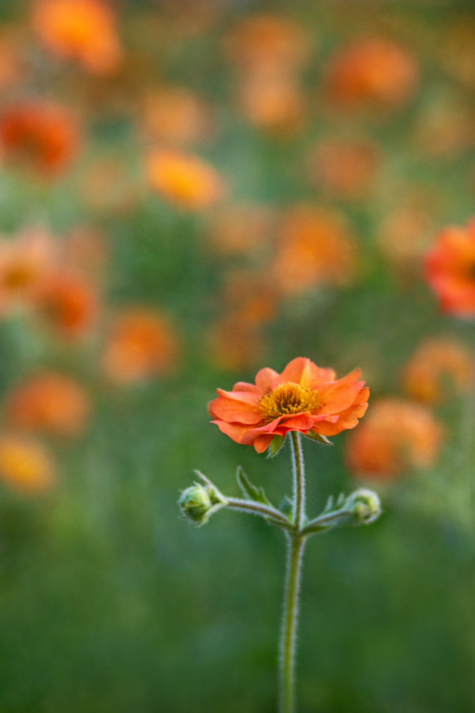 Flower Painting