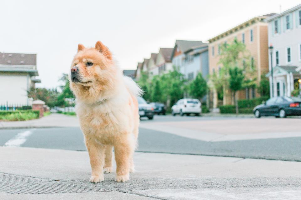 Dog Puppy