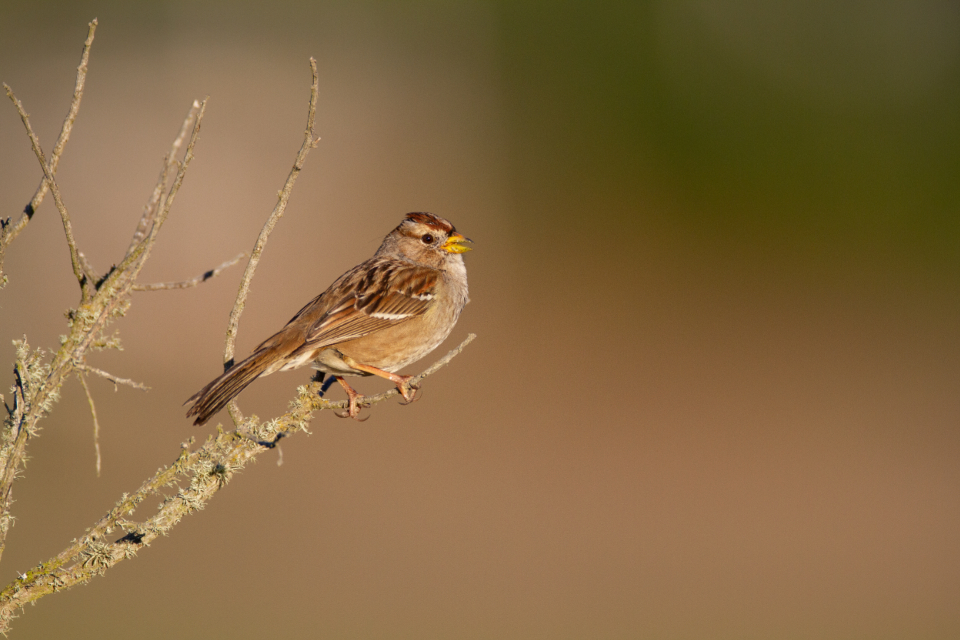 Bird Perched