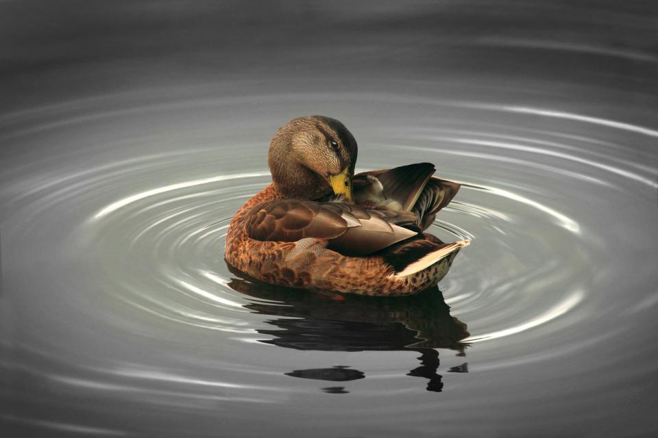 Duck River