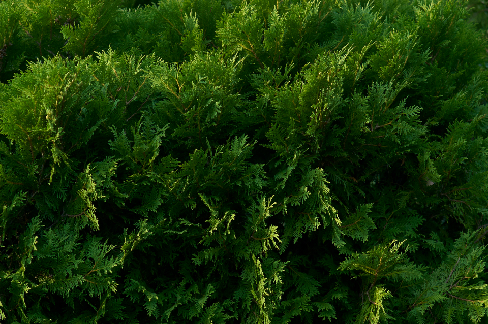 Green Bush