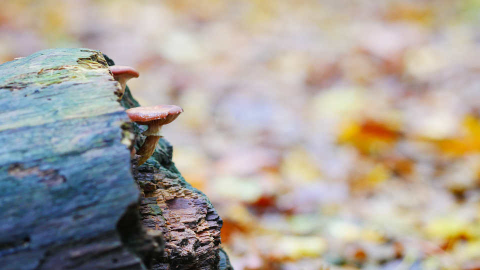 Mushroom Fungus