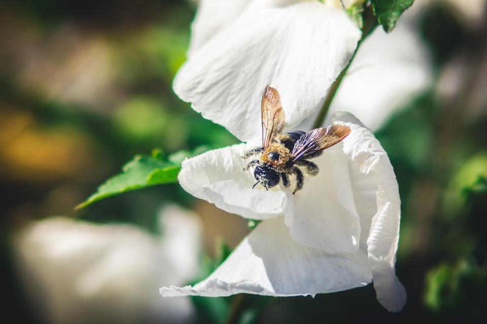 Bee Insect