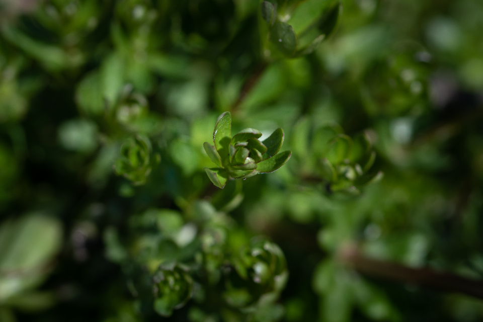 Green Plant