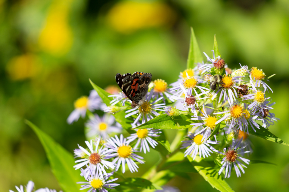 Butterfly Insect