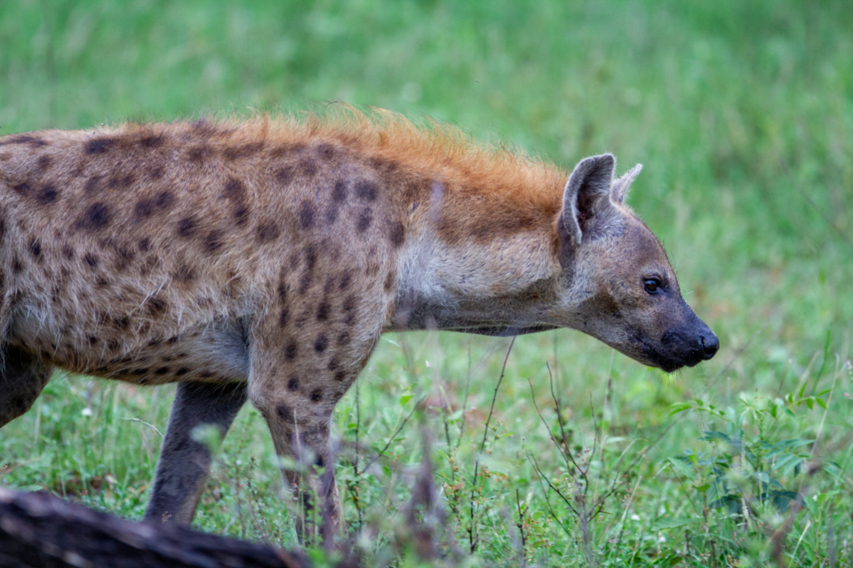 Hyena Wild