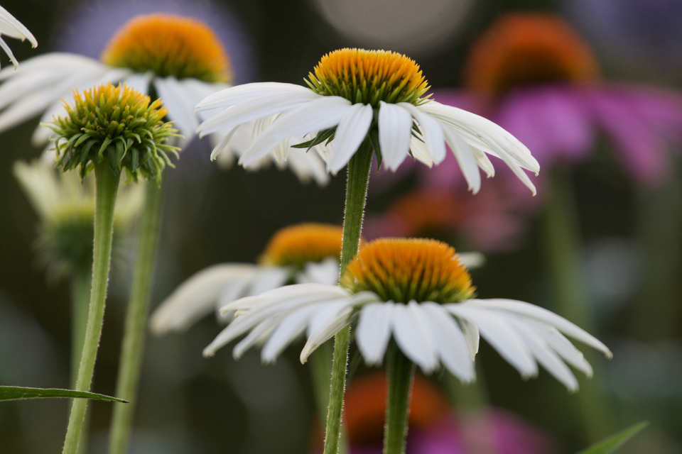 Daisies Nature
