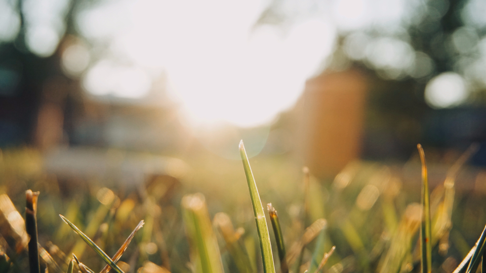 Grass Light