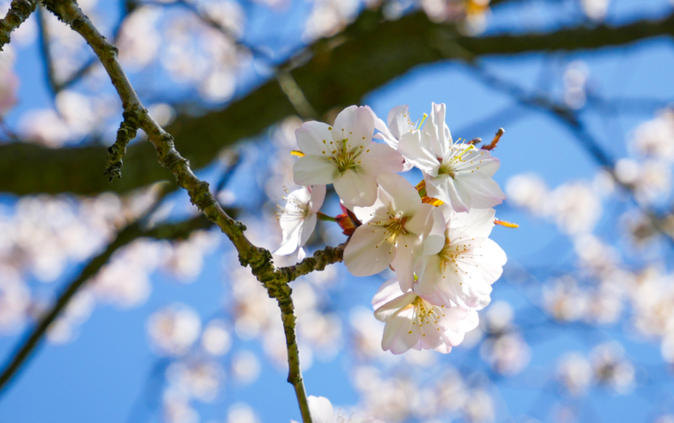 Cherry Blossom