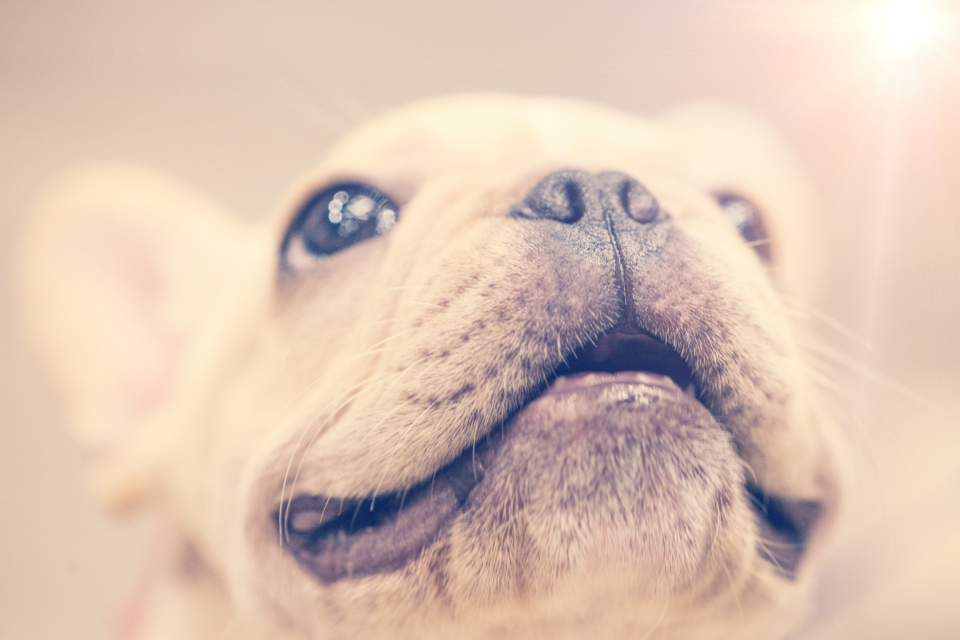 Puppy Smile
