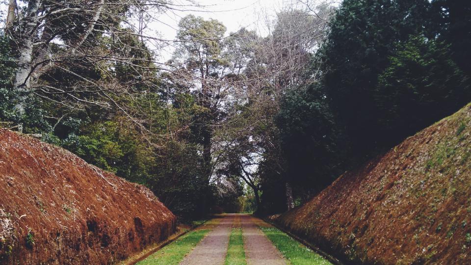 Trees Nature