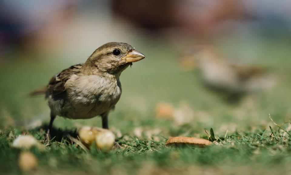 Bird Animal