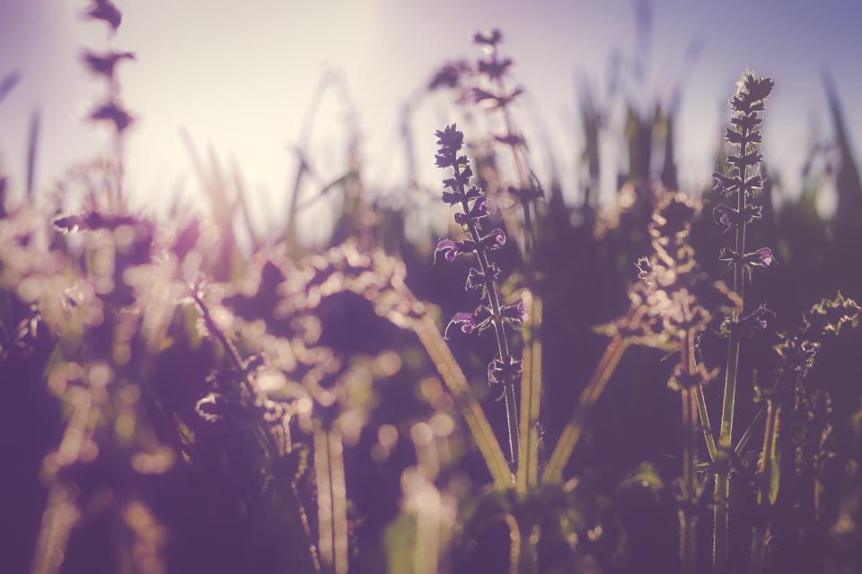 Blur Bokeh