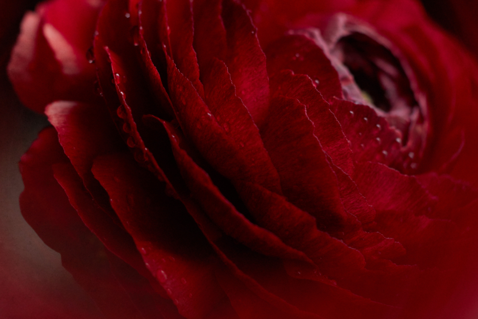 Red Flower