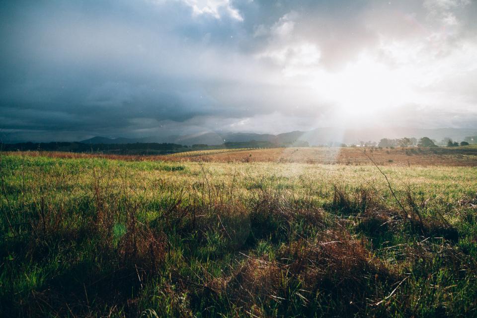 Grass Field