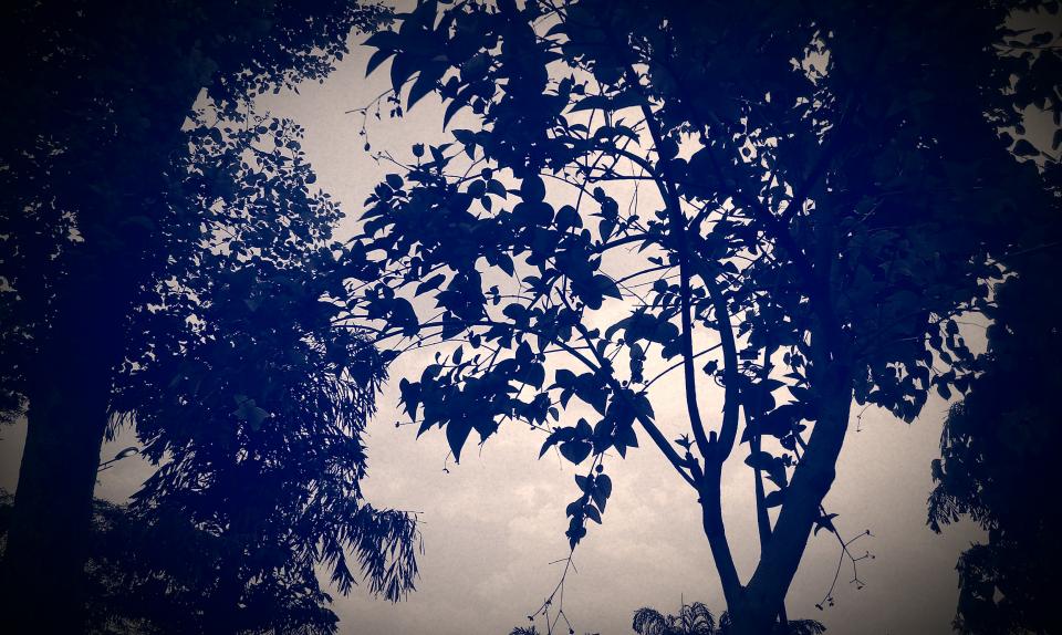 Trees Leaves