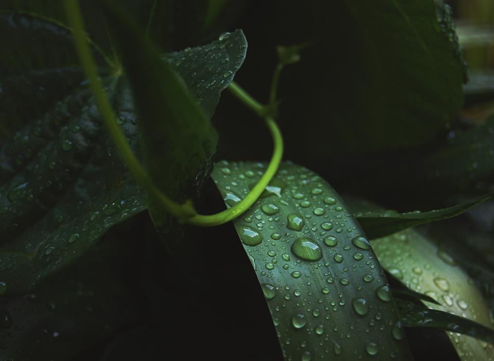 Green Leaf