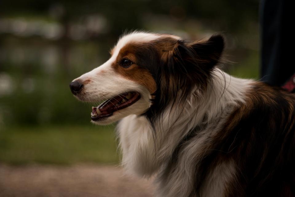 Dog Animal