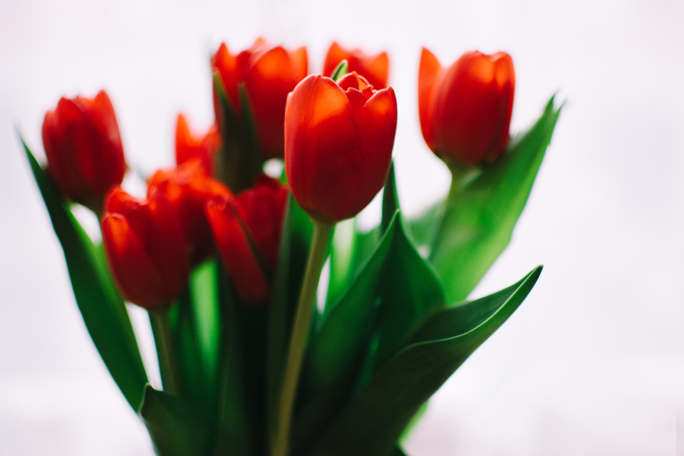 Red Orange