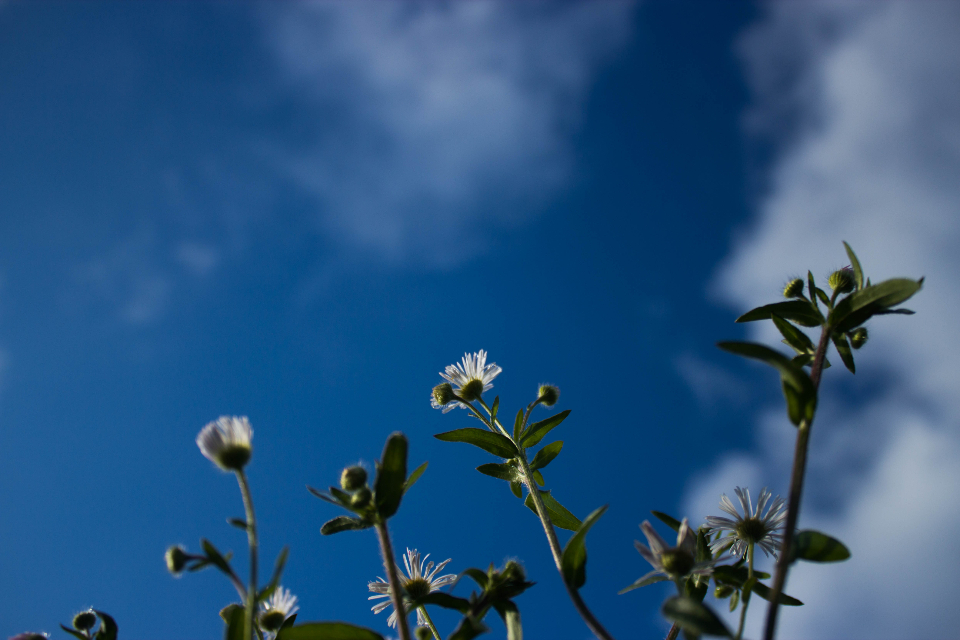 Flowers Sky Nature Flowers