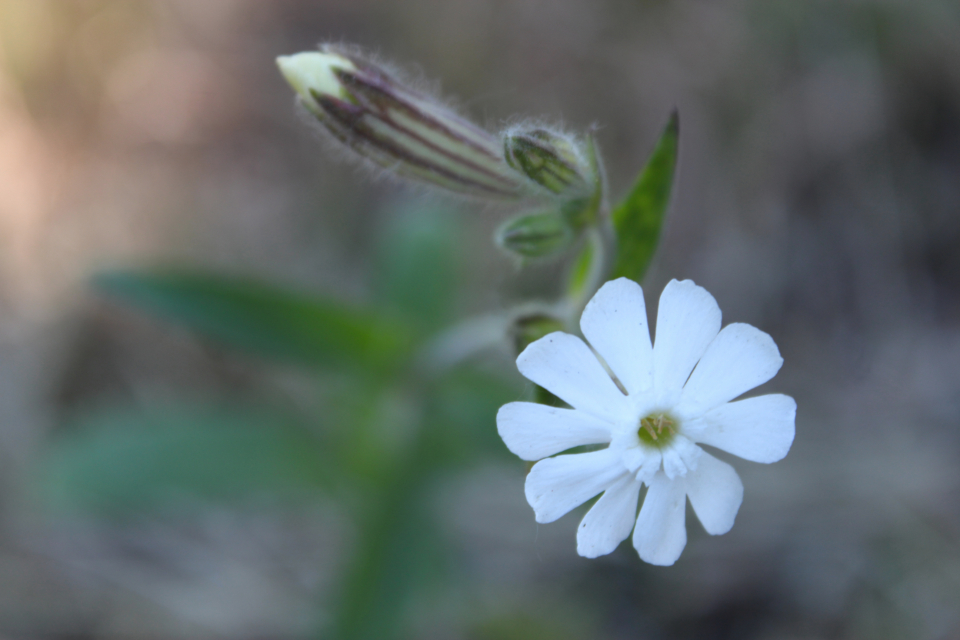 White Flower