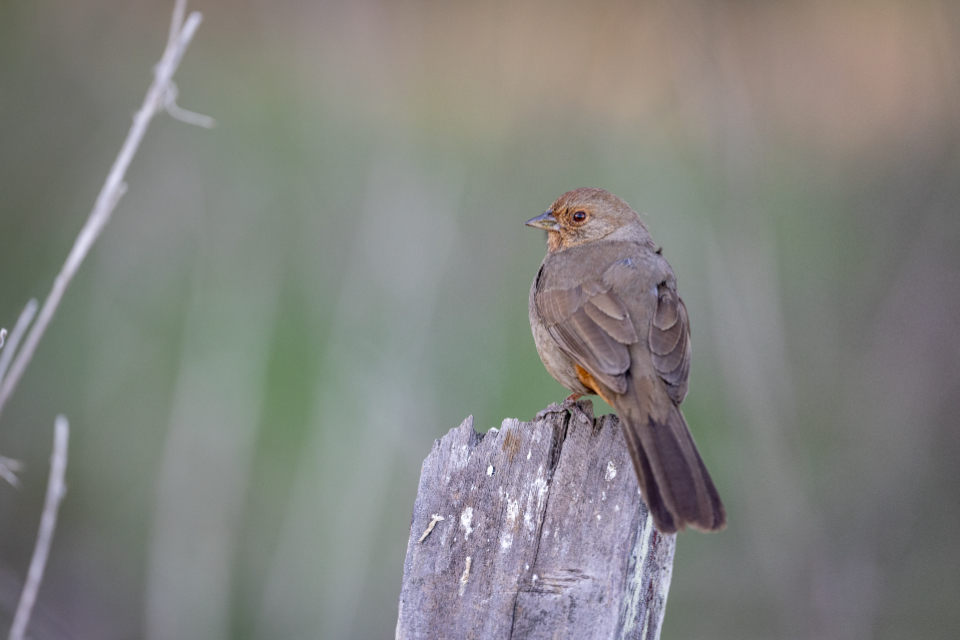 Bird Perched