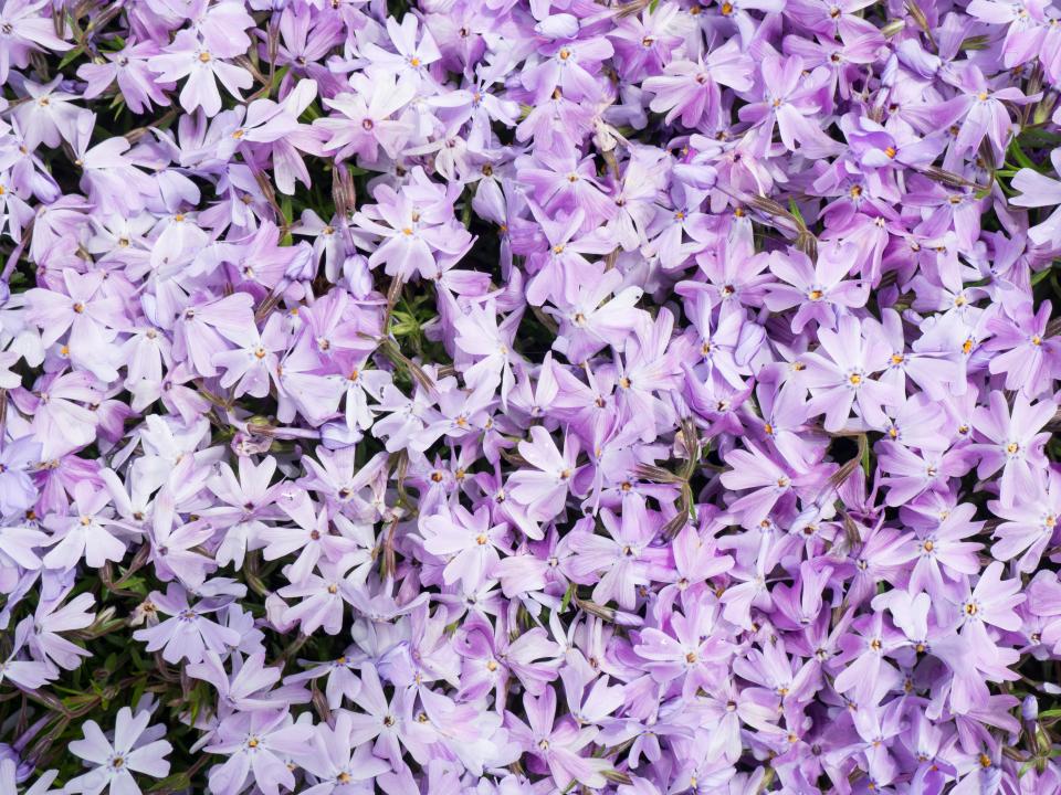 Flowers Nature