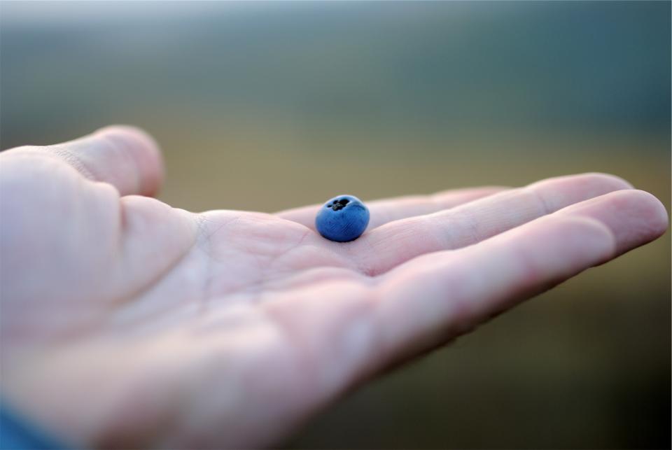 Blueberry Blueberries