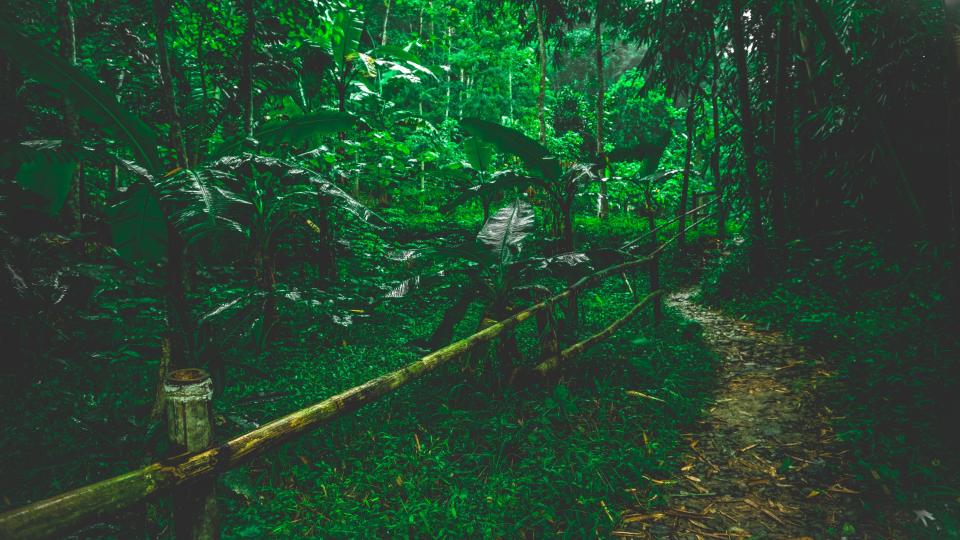 Jungle Trail