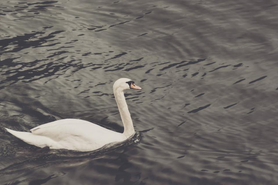 Duck Bird