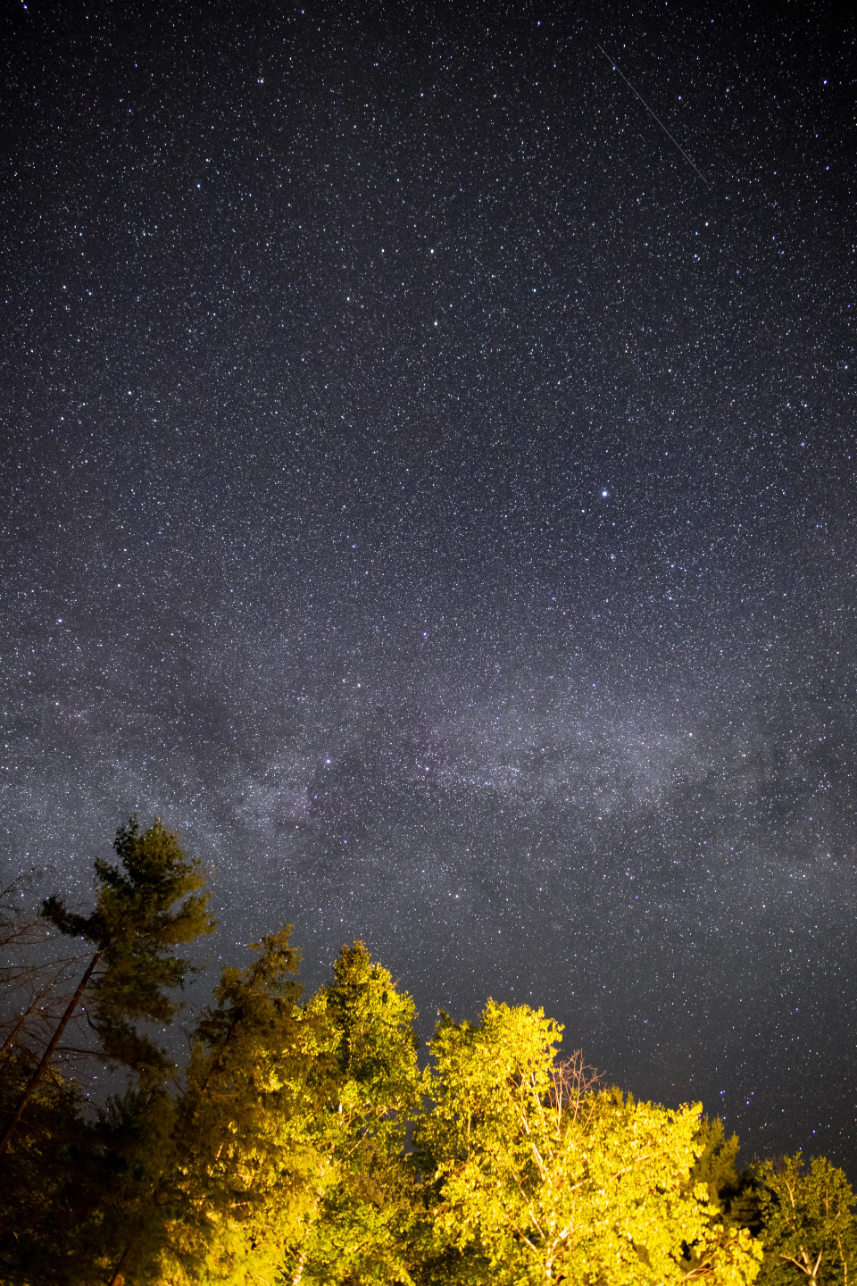 Tree Night