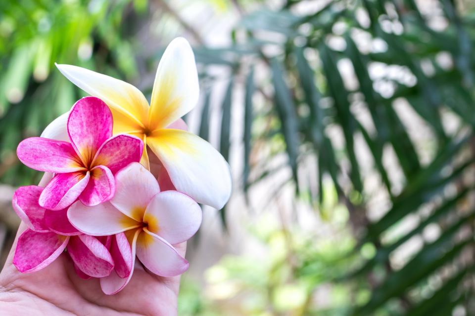 Botanical Garden
