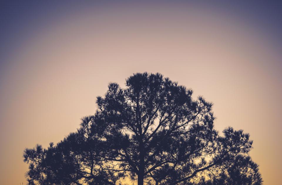 Tree Silhouette