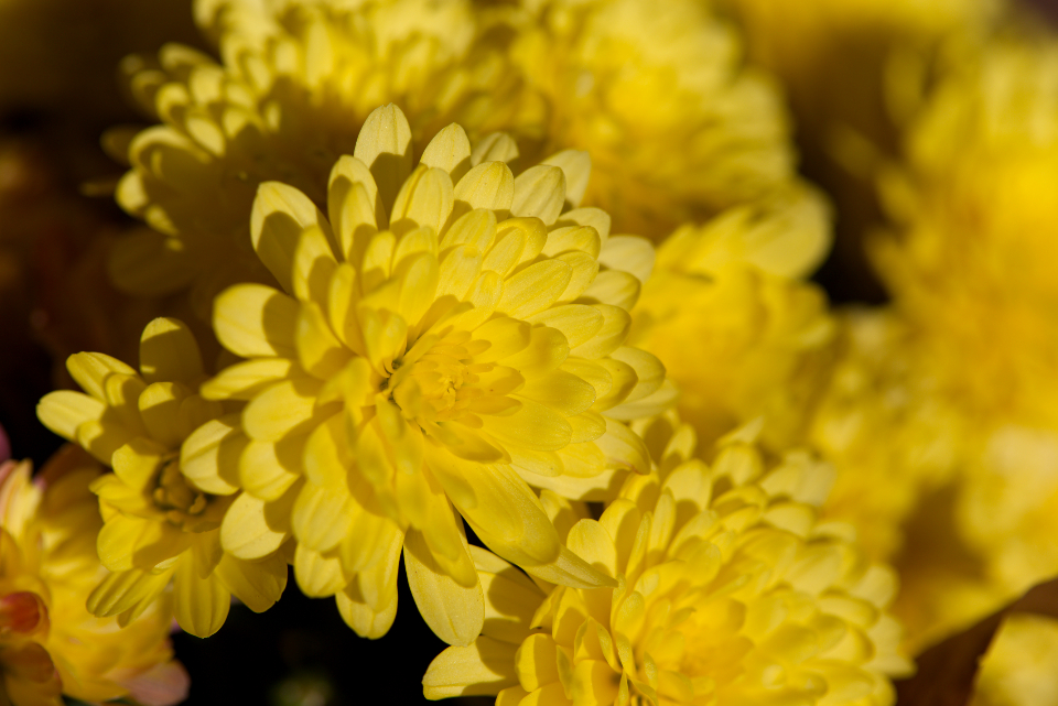 Yellow Flowers
