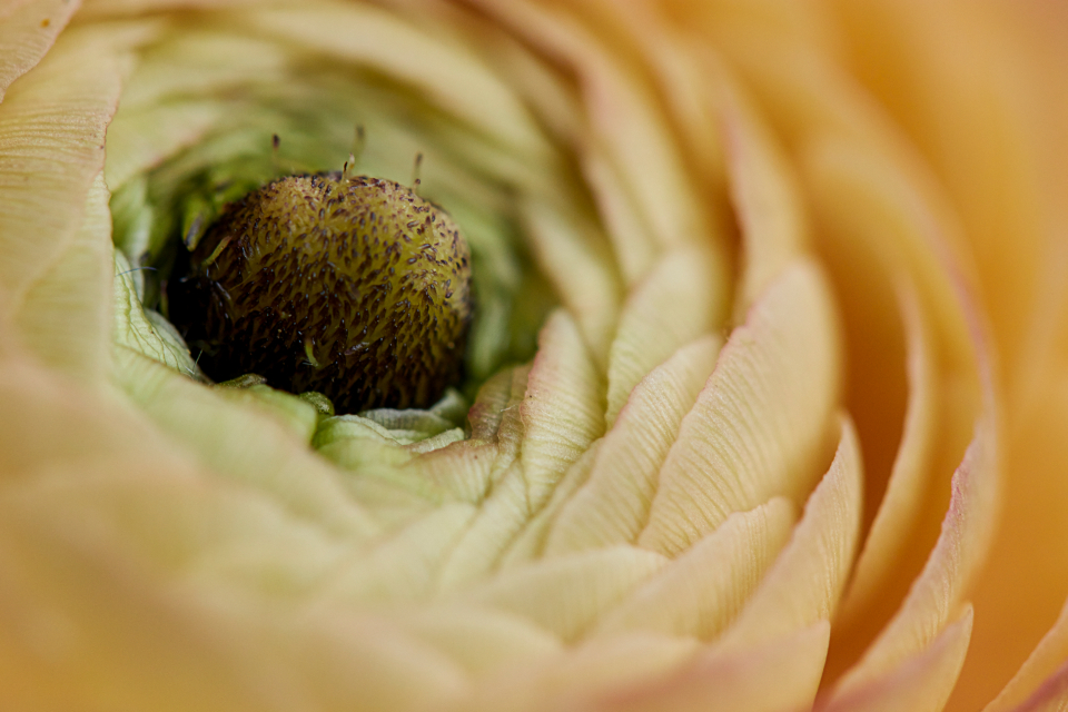 Abstract Flower