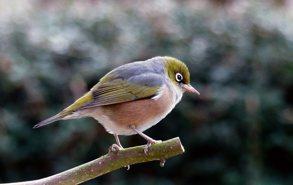 Bird Trees