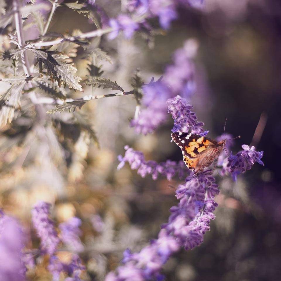 Butterfly Insect