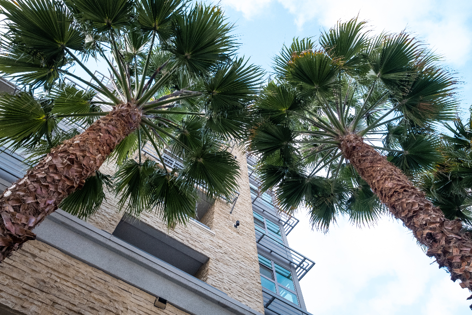 Palm Trees